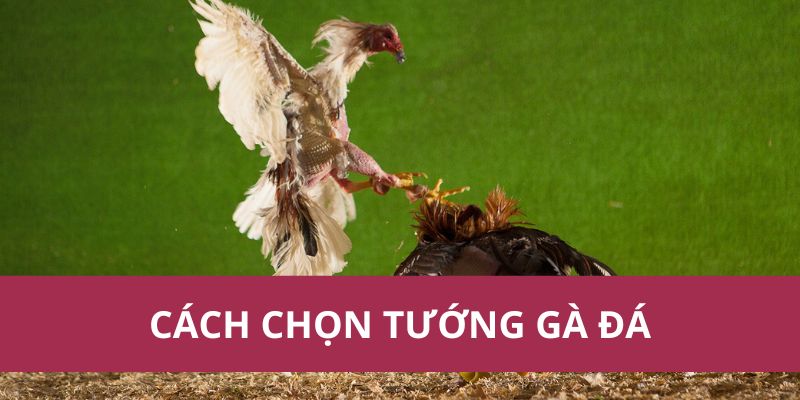 Cách Chọn Tướng Gà Đá Hiệu Quả Để Chiến Thắng Trận Đấu 1 Cách Chọn Tướng Gà Đá Hiệu Quả Để Chiến Thắng Trận Đấu