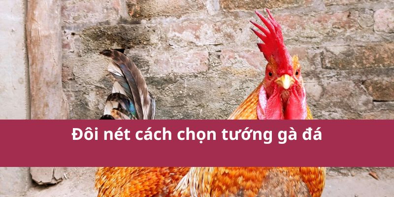 Cách Chọn Tướng Gà Đá Hiệu Quả Để Chiến Thắng Trận Đấu 3 Đôi nét cách chọn tướng gà đá