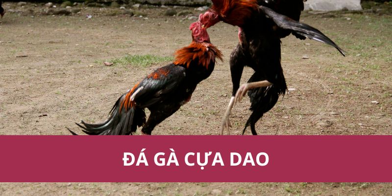 Đá Gà Cựa Dao Trận Chiến Đỉnh Cao Đầy Kịch Tính Và Máu Lửa 1 Đá Gà Cựa Dao Trận Chiến Đỉnh Cao Đầy Kịch Tính Và Máu Lửa