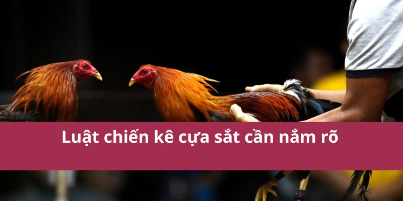 Đá Gà Cựa Dao Trận Chiến Đỉnh Cao Đầy Kịch Tính Và Máu Lửa 3 Luật chiến kê cựa sắt cần nắm rõ