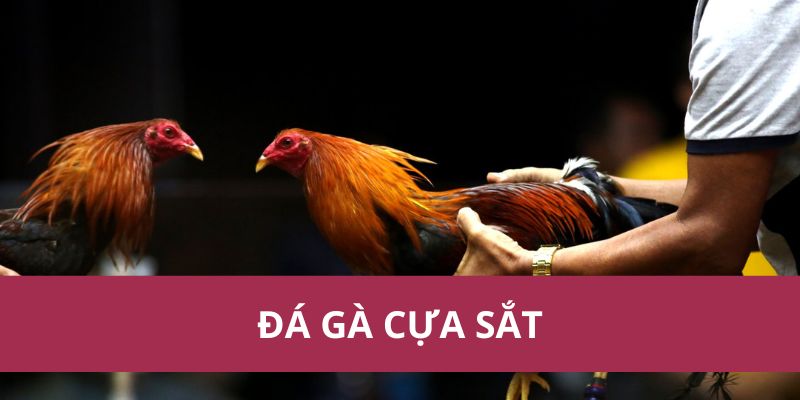 Đá Gà Cựa Sắt Hello88 Kịch Tính Hấp Dẫn Nhất Năm 2025  1 Đá Gà Cựa Sắt Hello88 Kịch Tính Hấp Dẫn Nhất Năm 2025