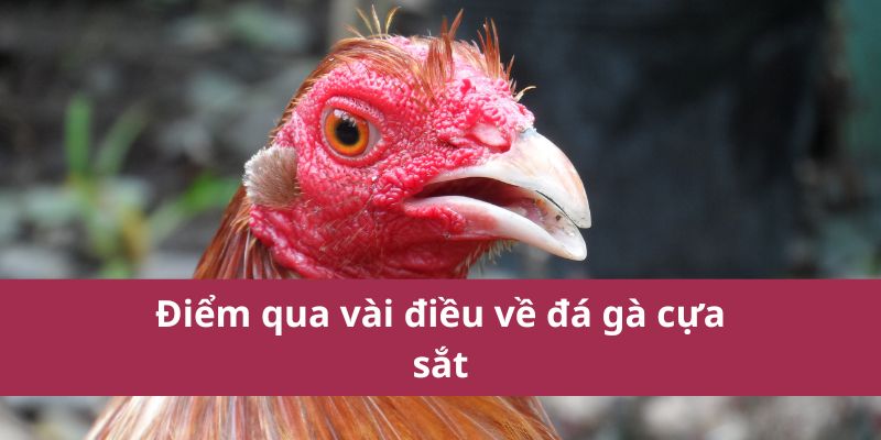 Đá Gà Cựa Sắt Hello88 Kịch Tính Hấp Dẫn Nhất Năm 2025  2 Điểm qua vài điều về đá gà cựa sắt