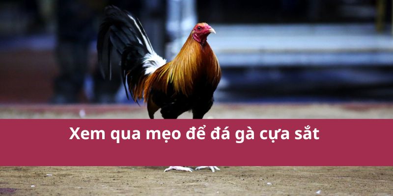 Đá Gà Cựa Sắt Hello88 Kịch Tính Hấp Dẫn Nhất Năm 2025  3 Xem qua mẹo để đá gà cựa sắt