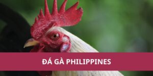 Đá Gà Philippines – Môn Thể Thao Kịch Tính Và Hấp Dẫn