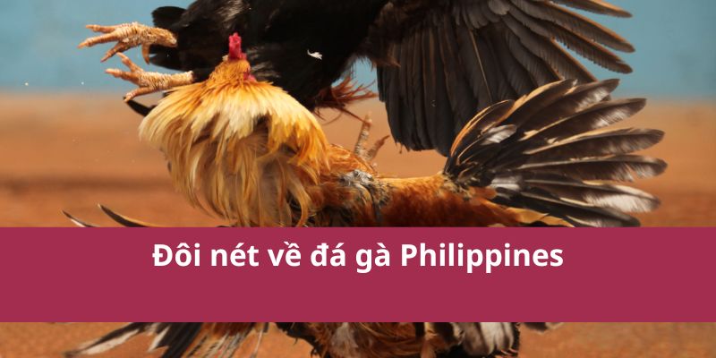 Đá Gà Philippines – Môn Thể Thao Kịch Tính Và Hấp Dẫn 2 Đôi nét về đá gà Philippines