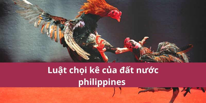 Đá Gà Philippines – Môn Thể Thao Kịch Tính Và Hấp Dẫn 3 Luật chọi kê của đất nước philippines