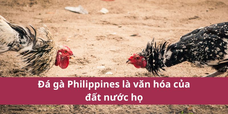 Đá Gà Philippines – Môn Thể Thao Kịch Tính Và Hấp Dẫn 4 Đá gà Philippines là văn hóa của đất nước họ
