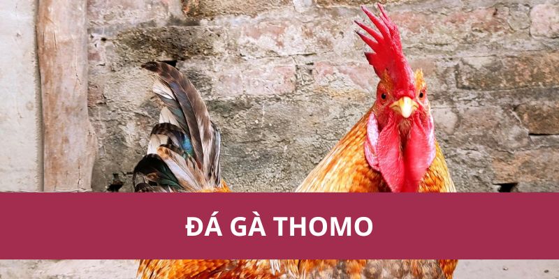 Đá Gà Thomo – Trận Đấu Kịch Tính Và Hấp Dẫn Nhất Hiện Nay 1 Đá Gà Thomo – Trận Đấu Kịch Tính Và Hấp Dẫn Nhất Hiện Nay