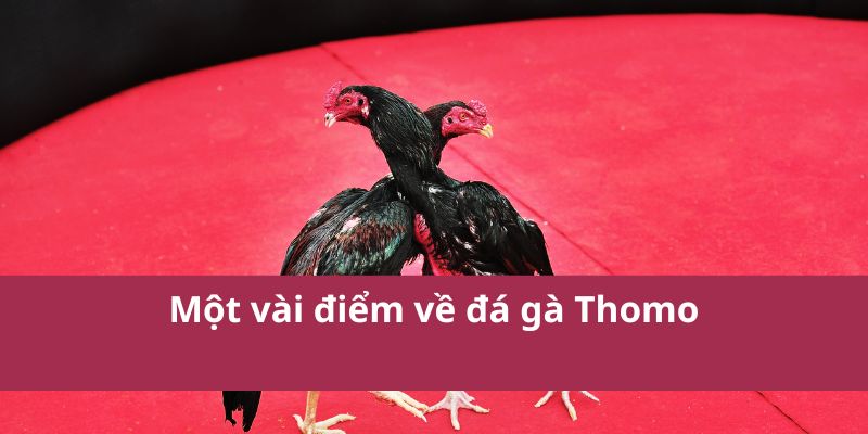 Đá Gà Thomo – Trận Đấu Kịch Tính Và Hấp Dẫn Nhất Hiện Nay 2 Một vài điểm về đá gà Thomo