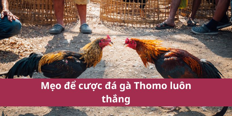 Đá Gà Thomo – Trận Đấu Kịch Tính Và Hấp Dẫn Nhất Hiện Nay 4 Mẹo để cược đá gà Thomo luôn thắng