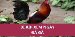 bi kip xem ngay da ga 2