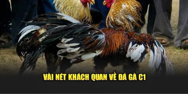 Đá Gà C1 Hello88 - Cơ Hội "Đổi Đời" Với Những Trận Đá Gà  2 Tìm hiểu thông tin về bộ môn đá gà C1 Hello88 hấp dẫn