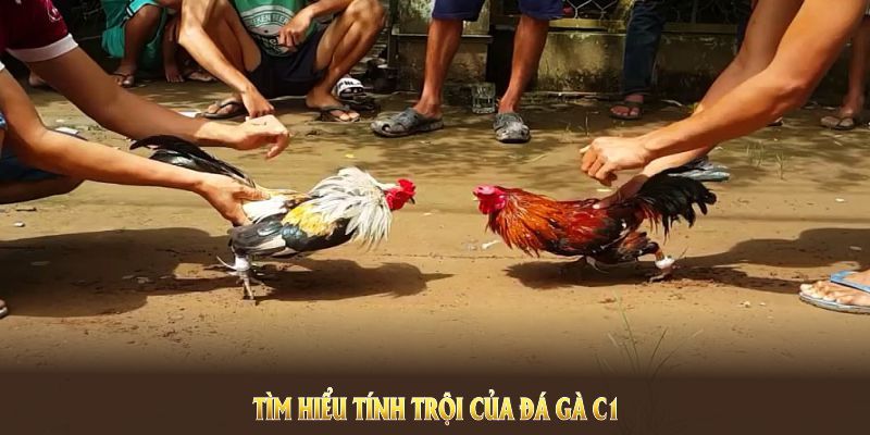 Đá Gà C1 Hello88 - Cơ Hội "Đổi Đời" Với Những Trận Đá Gà  3 Liệt kê các điểm mạnh làm hình thức này trở nên nổi tiếng