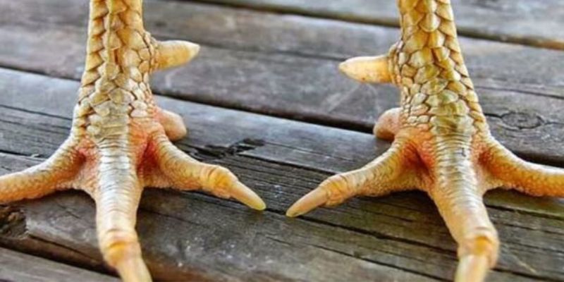 Vảy Gà Quý Là Gì - Tuyệt Chiêu Nhận Diện Thần Kê Từ Hello88 2 Trả lời cho câu hỏi thắc mắc về vảy gà quý là gì