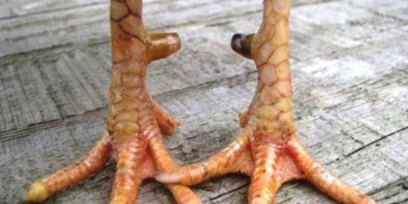 Vảy Gà Quý Là Gì - Tuyệt Chiêu Nhận Diện Thần Kê Từ Hello88 3 Liệt kê những nguyên nhân vảy gà quý được nhiều người chọn