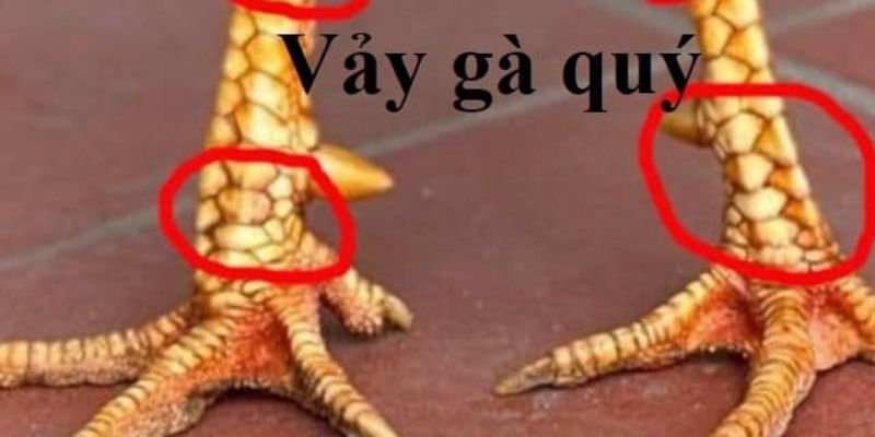 Vảy Gà Quý Là Gì - Tuyệt Chiêu Nhận Diện Thần Kê Từ Hello88 1 vay ga quy la gi