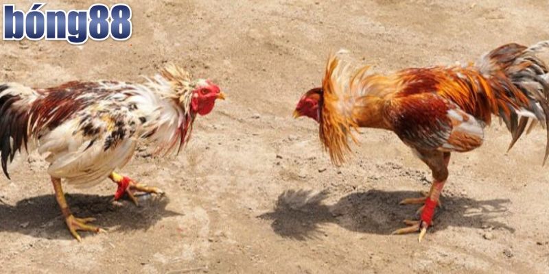Xem Ngay Đá Gà Campuchia Trực Tiếp Bong88 Hấp Dẫn Hôm Nay 3 Chi tiết luật chơi đá gà Campuchia