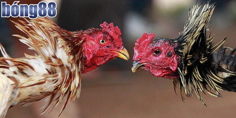 Xem Ngay Đá Gà Campuchia Trực Tiếp Bong88 Hấp Dẫn Hôm Nay 4 Nền tảng xem đá gà trực tiếp uy tín